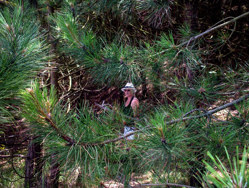  Norman Olley - A woodland Walk 