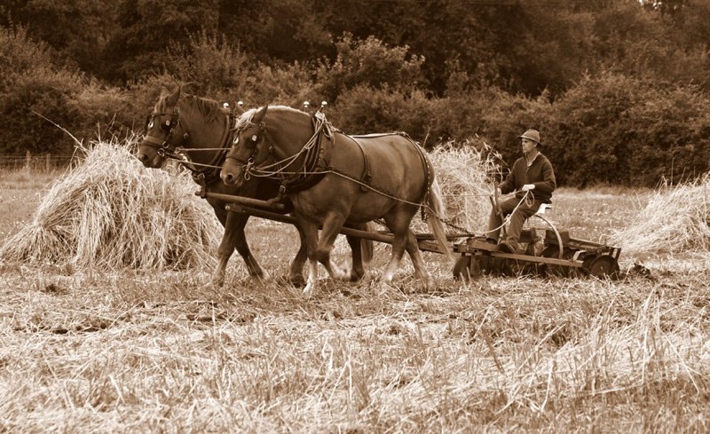  Horses at work - Fred Chapman 