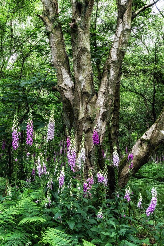  Forest Flowers - J Eaton 
