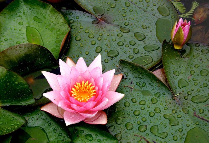  M Herbert - Raindrops keep falling 