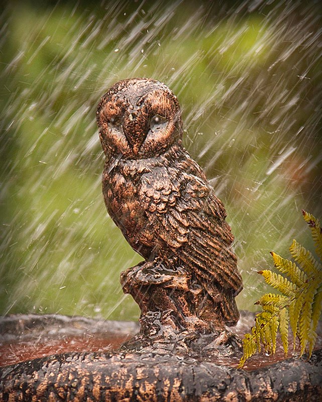  G Olley - It's a Hoot when it Rains 