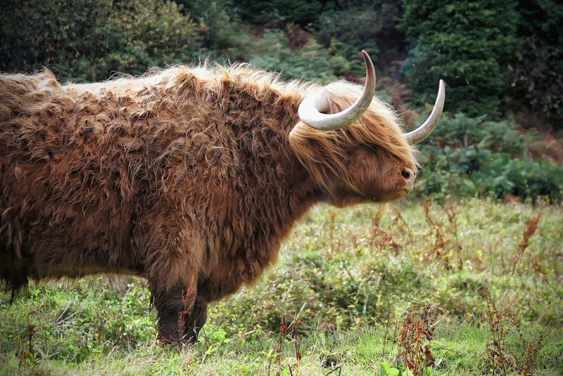  Tom Bradley - I Smell A Fly 