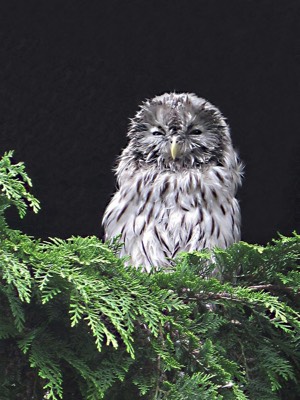  Night Owl - M Herbert 