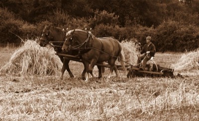  Horses at work - Fred Chapman 