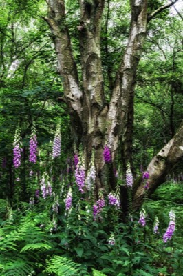  Forest Flowers - J Eaton 