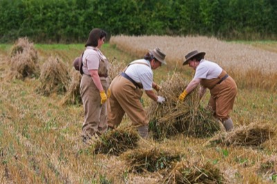  Gathering the Harvest - J Eaton 