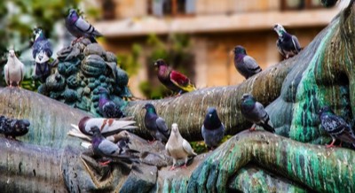  Multicultural Pigeons - Michael Houghton 